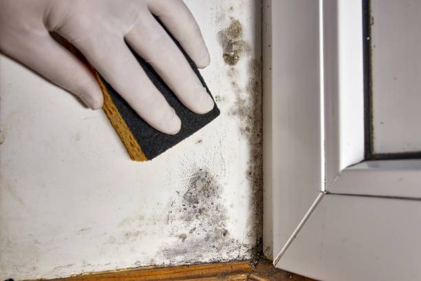 Best Mold Odor Removal Services  in Leisure World, MD